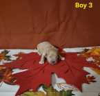 Goldendoodle puppies - Photo 2 of 10
