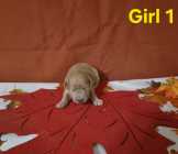 Goldendoodle puppies - Photo 3 of 10