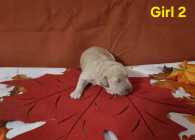 Goldendoodle puppies - Photo 4 of 10