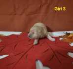 Goldendoodle puppies - Photo 5 of 10