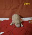 Goldendoodle puppies - Photo 6 of 10