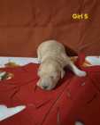 Goldendoodle puppies - Photo 7 of 10