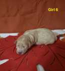 Goldendoodle puppies - Photo 8 of 10