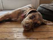 Gorgeous Mastidoodle Puppy 