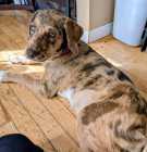 Gorgeous Mastidoodle Puppy  - Photo 1 of 4