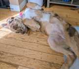 Gorgeous Mastidoodle Puppy  - Photo 3 of 4