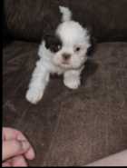 Gorgeous shih-tzu puppies!! - Photo 1 of 8