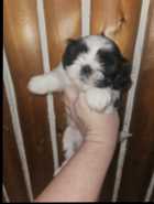 Gorgeous Shih-tzu Puppies!! - Photo 5 of 8