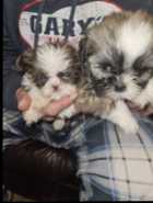 Gorgeous Shih-tzu Puppies!! - Photo 6 of 8