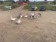 Gosling’s 