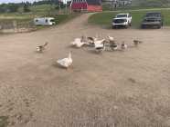 Gosling’s  - Photo 1 of 3