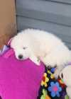 Great Pyrenees X Saint Bernard Pups