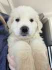 Great Pyrenees X Saint Bernard Pups - Photo 1 of 7