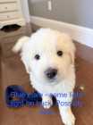 Great Pyrenees X Saint Bernard Pups - Photo 2 of 7