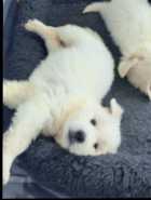 Great Pyrenees X Saint Bernard Pups - Photo 4 of 7