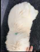 Great Pyrenees X Saint Bernard Pups - Photo 6 of 7