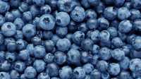 Handpicked Blueberries for Sale