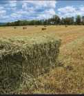 Hay for sale