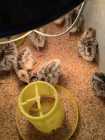 Ducks and Turkeys for sale