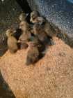 Ducks and Turkeys for sale - Photo 2 of 3