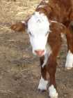 Hereford Bottle calf