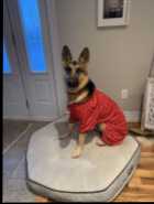 Re home German Shepherd 