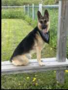 Re home German Shepherd  - Photo 1 of 2