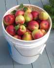 HOME GROWN APPLES - Photo 1 of 4