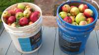 HOME GROWN APPLES - Photo 3 of 4