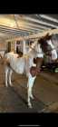 horses and pony for sale 