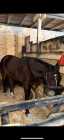 horses and pony for sale  - Photo 1 of 2