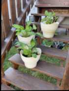 Hostas