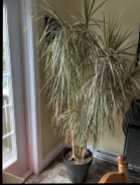 House plant-Dracaena Marginata