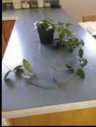 Hoya plant