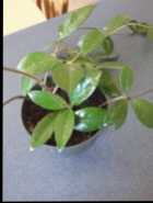 Hoya plant - Photo 1 of 2