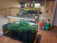 Indoor garden set-up - Photo 1 of 3