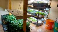 Indoor garden set-up - Photo 2 of 3
