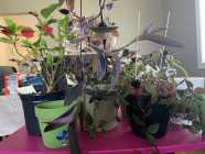Indoor Plant (with pot) – $5