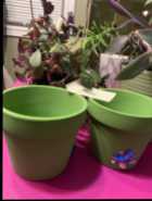 Indoor Plant (with pot) – $5 - Photo 2 of 3