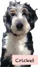 Interest Post: Possible litter of Bernedoodles