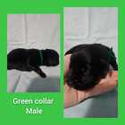 Italian massive/ cane corso puppies