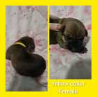 Italian massive/ cane corso puppies - Photo 10 of 11