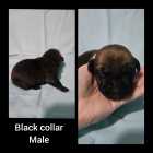 Italian massive/ cane corso puppies - Photo 1 of 11