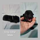 Italian massive/ cane corso puppies - Photo 2 of 11
