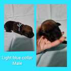 Italian massive/ cane corso puppies - Photo 3 of 11