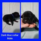 Italian massive/ cane corso puppies - Photo 4 of 11