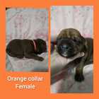 Italian massive/ cane corso puppies - Photo 5 of 11