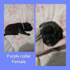 Italian massive/ cane corso puppies - Photo 6 of 11