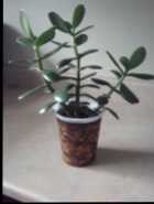 Jade plant
