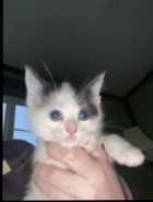 Kittens looking for forever home